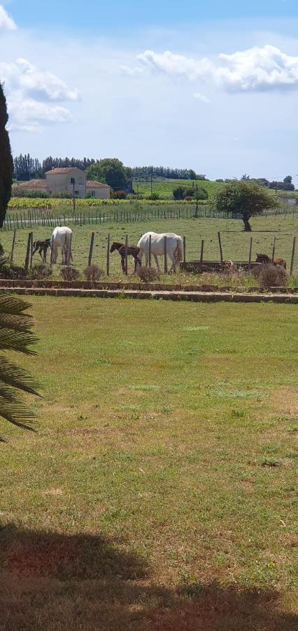 Les Bonbonnettes Bed and Breakfast Le Cailar Εξωτερικό φωτογραφία